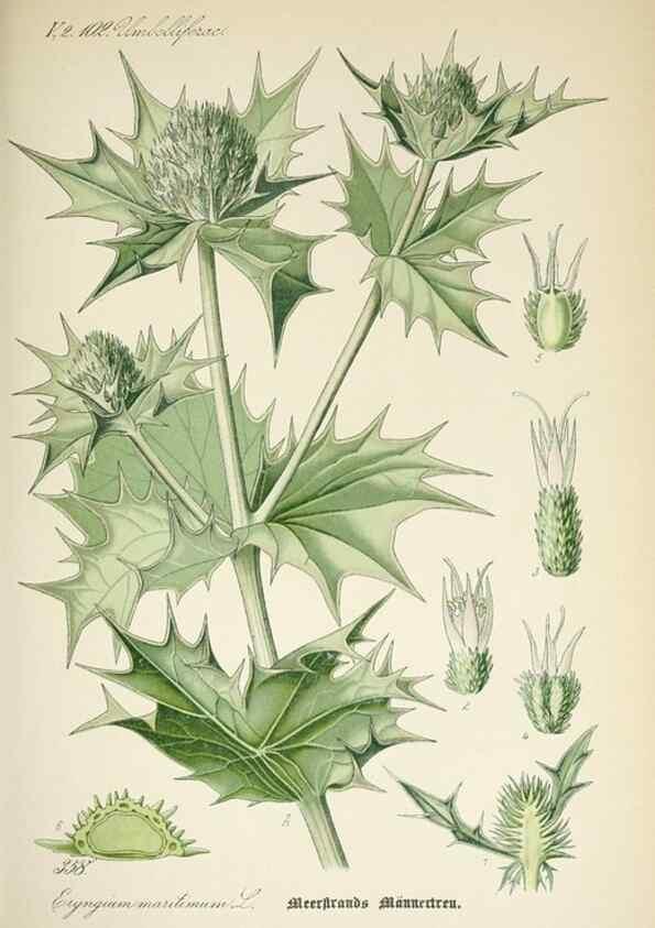 Reproducción/Reproduction 7982392920: Prof. Dr. Thomé's Flora von Deutschland, Österreich und der Schweiz, in Wort und Bild, für Schule und Haus ; mit ... Tafeln ... von Walter Müller.. Gera-Untermhaus :F.E. Köhler,1886-1934.