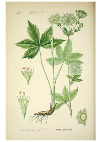 Reproducción/Reproduction 7982390245: Prof. Dr. Thomé's Flora von Deutschland, Österreich und der Schweiz, in Wort und Bild, für Schule und Haus ; mit ... Tafeln ... von Walter Müller.. Gera-Untermhaus :F.E. Köhler,1886-1934.