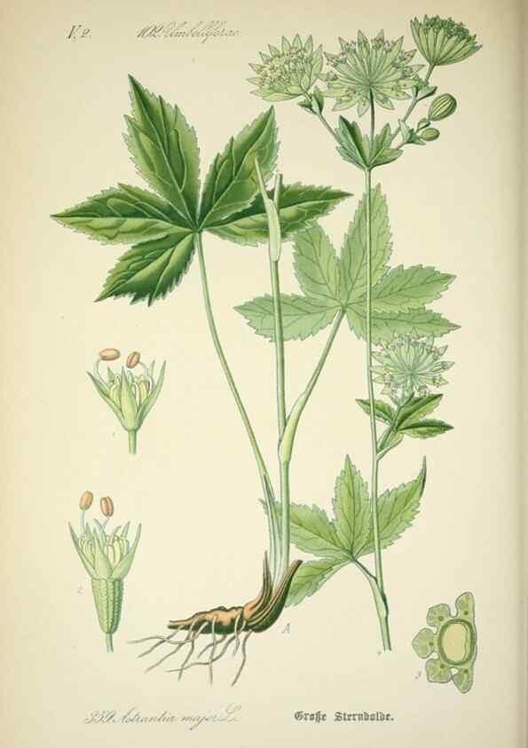 Reproducción/Reproduction 7982390245: Prof. Dr. Thomé's Flora von Deutschland, Österreich und der Schweiz, in Wort und Bild, für Schule und Haus ; mit ... Tafeln ... von Walter Müller.. Gera-Untermhaus :F.E. Köhler,1886-1934.