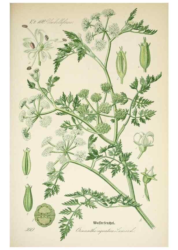 Reproducción/Reproduction 7982390675: Prof. Dr. Thomé's Flora von Deutschland, Österreich und der Schweiz, in Wort und Bild, für Schule und Haus ; mit ... Tafeln ... von Walter Müller.. Gera-Untermhaus :F.E. Köhler,1886-1934.