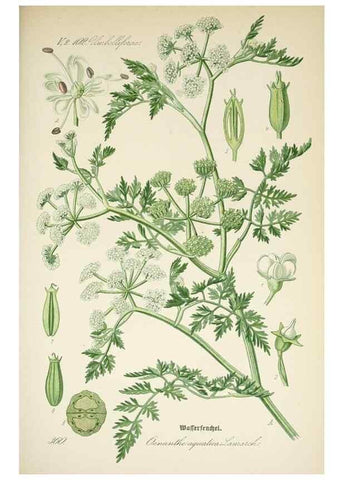 Reproducción/Reproduction 7982390675: Prof. Dr. Thomé's Flora von Deutschland, Österreich und der Schweiz, in Wort und Bild, für Schule und Haus ; mit ... Tafeln ... von Walter Müller.. Gera-Untermhaus :F.E. Köhler,1886-1934.