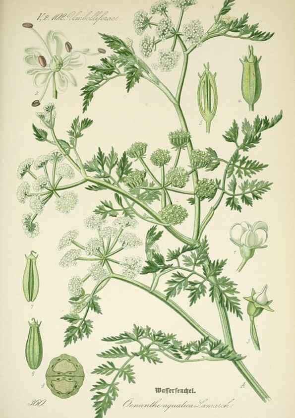 Reproducción/Reproduction 7982390675: Prof. Dr. Thomé's Flora von Deutschland, Österreich und der Schweiz, in Wort und Bild, für Schule und Haus ; mit ... Tafeln ... von Walter Müller.. Gera-Untermhaus :F.E. Köhler,1886-1934.