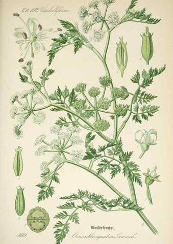 Reproducción/Reproduction 7982390675: Prof. Dr. Thomé's Flora von Deutschland, Österreich und der Schweiz, in Wort und Bild, für Schule und Haus ; mit ... Tafeln ... von Walter Müller.. Gera-Untermhaus :F.E. Köhler,1886-1934.