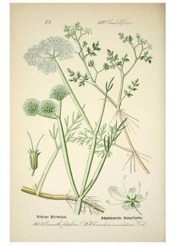 Reproducción/Reproduction 7982391087: Prof. Dr. Thomé's Flora von Deutschland, Österreich und der Schweiz, in Wort und Bild, für Schule und Haus ; mit ... Tafeln ... von Walter Müller.. Gera-Untermhaus :F.E. Köhler,1886-1934.