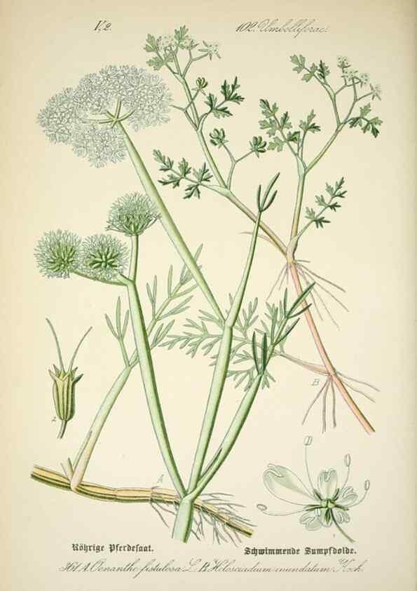 Reproducción/Reproduction 7982391087: Prof. Dr. Thomé's Flora von Deutschland, Österreich und der Schweiz, in Wort und Bild, für Schule und Haus ; mit ... Tafeln ... von Walter Müller.. Gera-Untermhaus :F.E. Köhler,1886-1934.