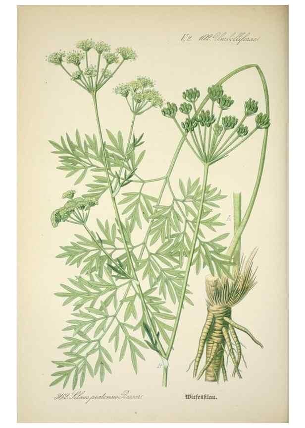 Reproducción/Reproduction 7982391543: Prof. Dr. Thomé's Flora von Deutschland, Österreich und der Schweiz, in Wort und Bild, für Schule und Haus ; mit ... Tafeln ... von Walter Müller.. Gera-Untermhaus :F.E. Köhler,1886-1934.