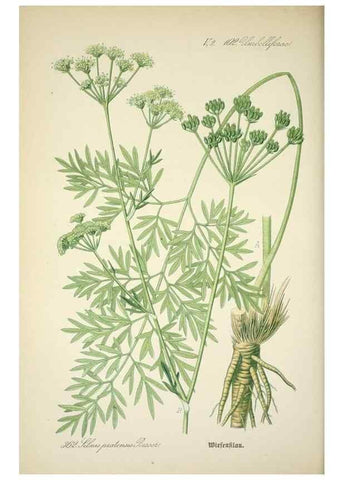 Reproducción/Reproduction 7982391543: Prof. Dr. Thomé's Flora von Deutschland, Österreich und der Schweiz, in Wort und Bild, für Schule und Haus ; mit ... Tafeln ... von Walter Müller.. Gera-Untermhaus :F.E. Köhler,1886-1934.