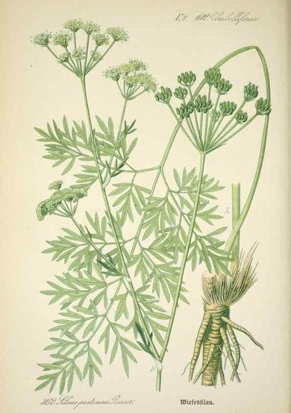 Reproducción/Reproduction 7982391543: Prof. Dr. Thomé's Flora von Deutschland, Österreich und der Schweiz, in Wort und Bild, für Schule und Haus ; mit ... Tafeln ... von Walter Müller.. Gera-Untermhaus :F.E. Köhler,1886-1934.