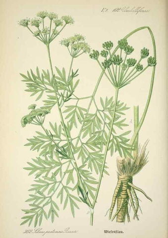 Reproducción/Reproduction 7982391543: Prof. Dr. Thomé's Flora von Deutschland, Österreich und der Schweiz, in Wort und Bild, für Schule und Haus ; mit ... Tafeln ... von Walter Müller.. Gera-Untermhaus :F.E. Köhler,1886-1934.