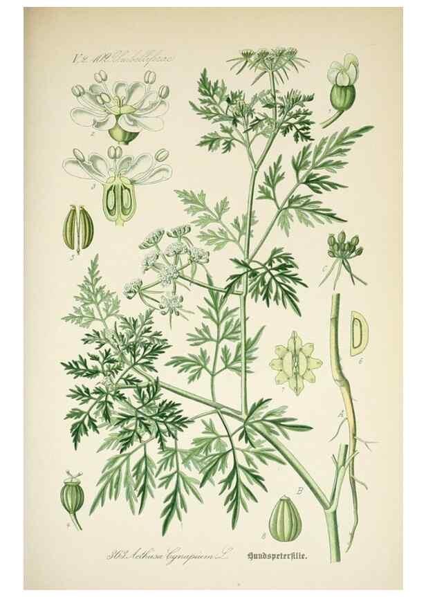 Reproducción/Reproduction 7982391953: Prof. Dr. Thomé's Flora von Deutschland, Österreich und der Schweiz, in Wort und Bild, für Schule und Haus ; mit ... Tafeln ... von Walter Müller.. Gera-Untermhaus :F.E. Köhler,1886-1934.