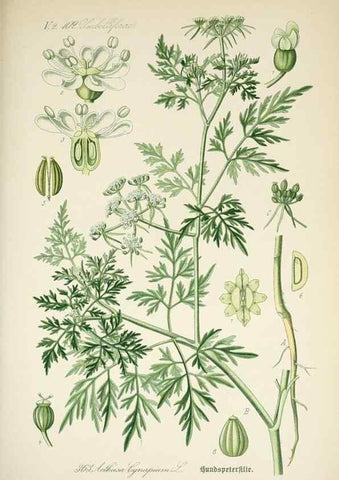 Reproducción/Reproduction 7982391953: Prof. Dr. Thomé's Flora von Deutschland, Österreich und der Schweiz, in Wort und Bild, für Schule und Haus ; mit ... Tafeln ... von Walter Müller.. Gera-Untermhaus :F.E. Köhler,1886-1934.