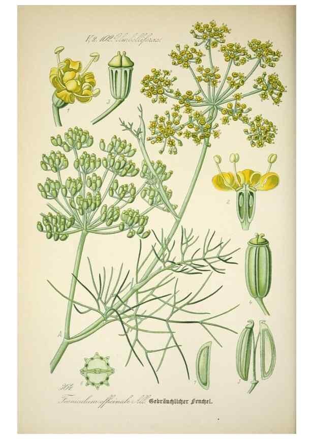 Reproducción/Reproduction 7982392389: Prof. Dr. Thomé's Flora von Deutschland, Österreich und der Schweiz, in Wort und Bild, für Schule und Haus ; mit ... Tafeln ... von Walter Müller.. Gera-Untermhaus :F.E. Köhler,1886-1934.