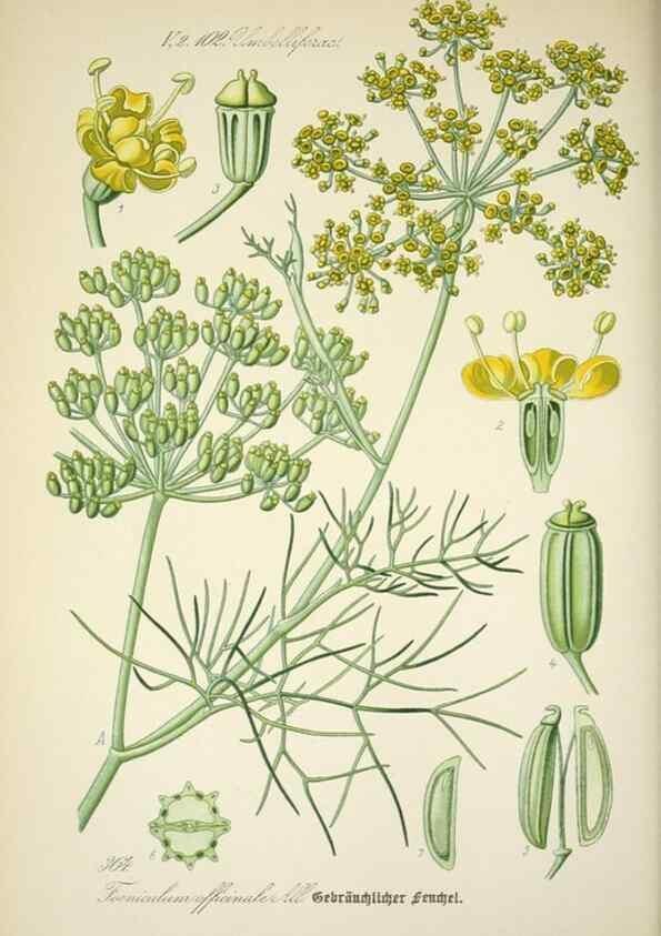 Reproducción/Reproduction 7982392389: Prof. Dr. Thomé's Flora von Deutschland, Österreich und der Schweiz, in Wort und Bild, für Schule und Haus ; mit ... Tafeln ... von Walter Müller.. Gera-Untermhaus :F.E. Köhler,1886-1934.