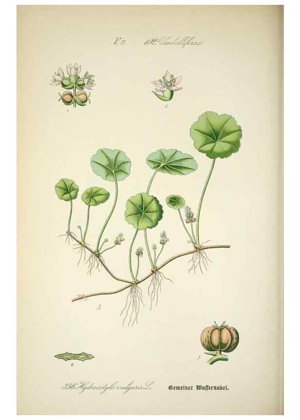 Reproducción/Reproduction 7982389391: Prof. Dr. Thomé's Flora von Deutschland, Österreich und der Schweiz, in Wort und Bild, für Schule und Haus ; mit ... Tafeln ... von Walter Müller.. Gera-Untermhaus :F.E. Köhler,1886-1934.