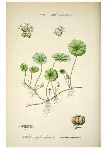 Reproducción/Reproduction 7982389391: Prof. Dr. Thomé's Flora von Deutschland, Österreich und der Schweiz, in Wort und Bild, für Schule und Haus ; mit ... Tafeln ... von Walter Müller.. Gera-Untermhaus :F.E. Köhler,1886-1934.