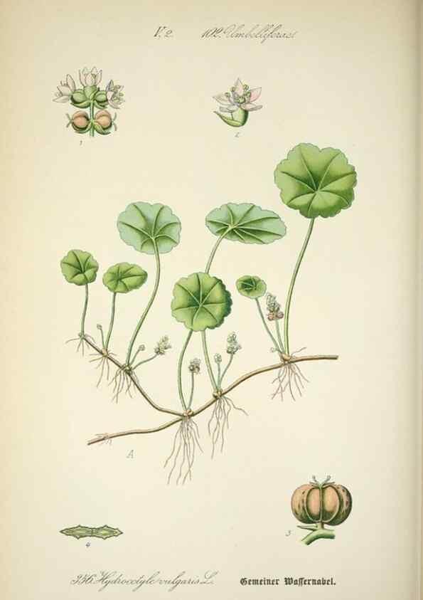 Reproducción/Reproduction 7982389391: Prof. Dr. Thomé's Flora von Deutschland, Österreich und der Schweiz, in Wort und Bild, für Schule und Haus ; mit ... Tafeln ... von Walter Müller.. Gera-Untermhaus :F.E. Köhler,1886-1934.