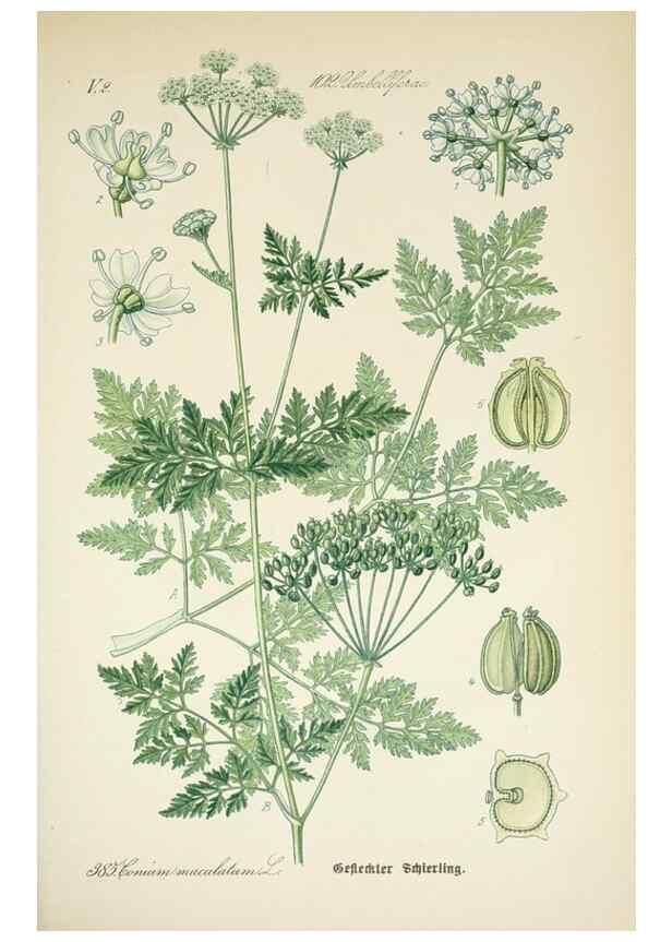 Reproducción/Reproduction 7982405238: Prof. Dr. Thomé's Flora von Deutschland, Österreich und der Schweiz, in Wort und Bild, für Schule und Haus ; mit ... Tafeln ... von Walter Müller.. Gera-Untermhaus :F.E. Köhler,1886-1934.