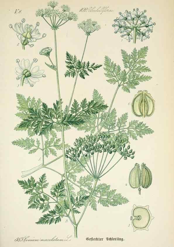 Reproducción/Reproduction 7982405238: Prof. Dr. Thomé's Flora von Deutschland, Österreich und der Schweiz, in Wort und Bild, für Schule und Haus ; mit ... Tafeln ... von Walter Müller.. Gera-Untermhaus :F.E. Köhler,1886-1934.