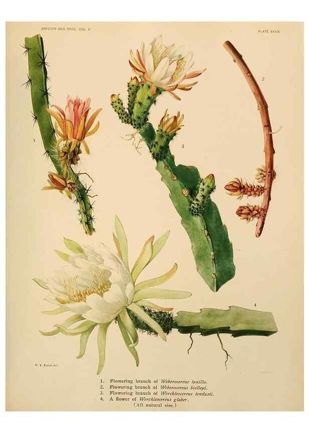 Reproducción/Reproduction 7979564989: The Cactaceae :. Washington :Carnegie Institution of Washington,1919-1923.