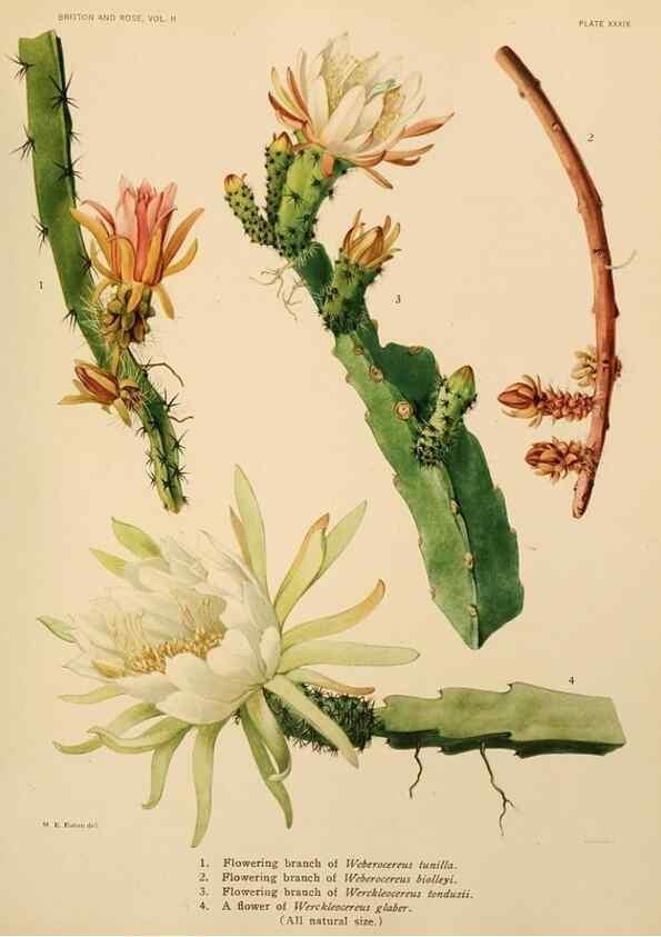 Reproducción/Reproduction 7979564989: The Cactaceae :. Washington :Carnegie Institution of Washington,1919-1923.