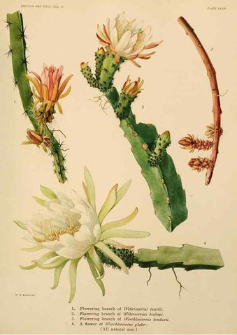 Reproducción/Reproduction 7979564989: The Cactaceae :. Washington :Carnegie Institution of Washington,1919-1923.