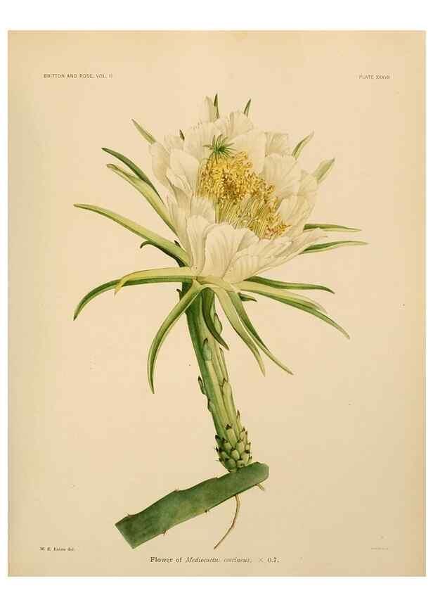 Reproducción/Reproduction 7979564301: The Cactaceae :. Washington :Carnegie Institution of Washington,1919-1923.