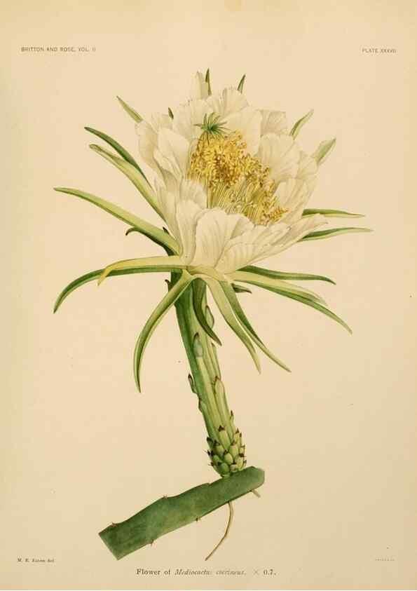 Reproducción/Reproduction 7979564301: The Cactaceae :. Washington :Carnegie Institution of Washington,1919-1923.