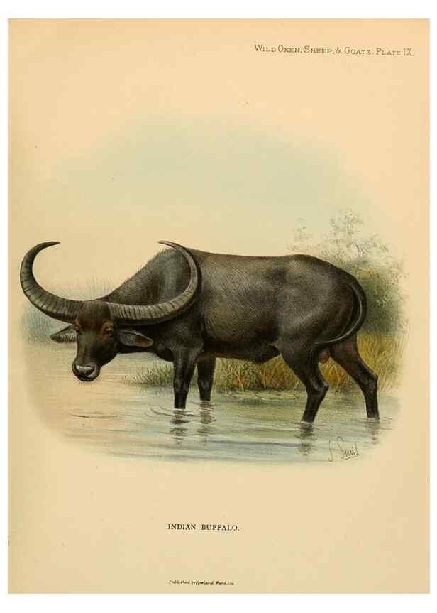 Reproducción/Reproduction 7977285661: Wild oxen, sheep & goats of all lands, living and extinct,. London,R. Ward,1898.