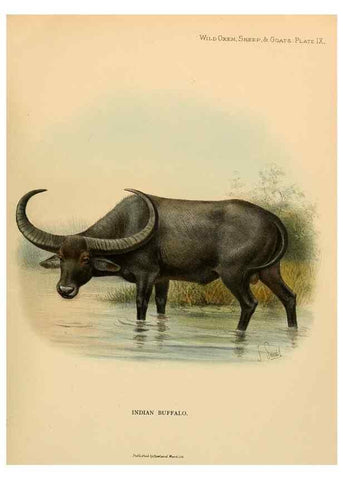 Reproducción/Reproduction 7977285661: Wild oxen, sheep & goats of all lands, living and extinct,. London,R. Ward,1898.