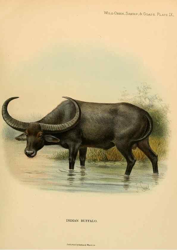 Reproducción/Reproduction 7977285661: Wild oxen, sheep & goats of all lands, living and extinct,. London,R. Ward,1898.