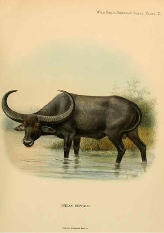 Reproducción/Reproduction 7977285661: Wild oxen, sheep & goats of all lands, living and extinct,. London,R. Ward,1898.