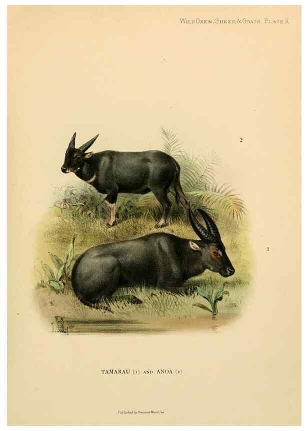 Reproducción/Reproduction 7977286391: Wild oxen, sheep & goats of all lands, living and extinct,. London,R. Ward,1898.