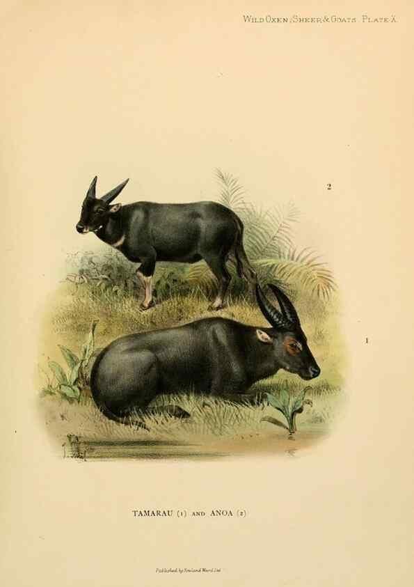 Reproducción/Reproduction 7977286391: Wild oxen, sheep & goats of all lands, living and extinct,. London,R. Ward,1898.