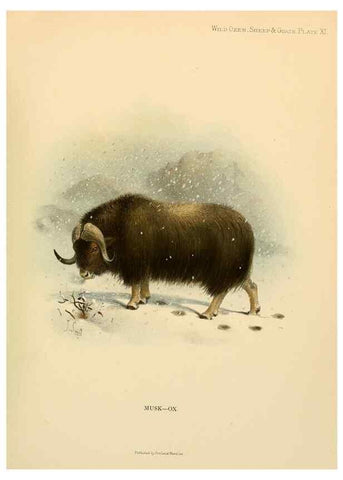 Reproducción/Reproduction 7977289192: Wild oxen, sheep & goats of all lands, living and extinct,. London,R. Ward,1898.