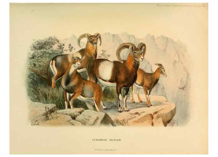 Reproducción/Reproduction 7977287563: Wild oxen, sheep & goats of all lands, living and extinct,. London,R. Ward,1898.