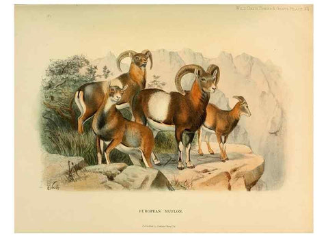 Reproducción/Reproduction 7977287563: Wild oxen, sheep & goats of all lands, living and extinct,. London,R. Ward,1898.