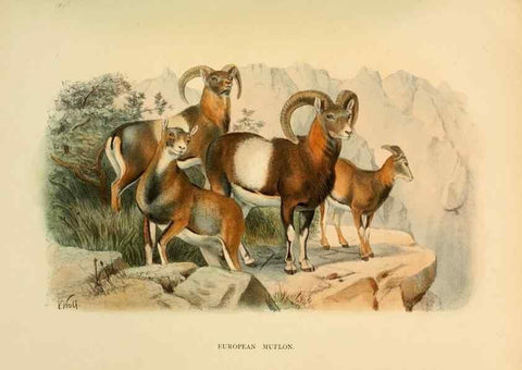 Reproducción/Reproduction 7977287563: Wild oxen, sheep & goats of all lands, living and extinct,. London,R. Ward,1898.