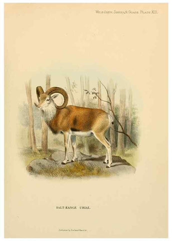Reproducción/Reproduction 7977288289: Wild oxen, sheep & goats of all lands, living and extinct,. London,R. Ward,1898.