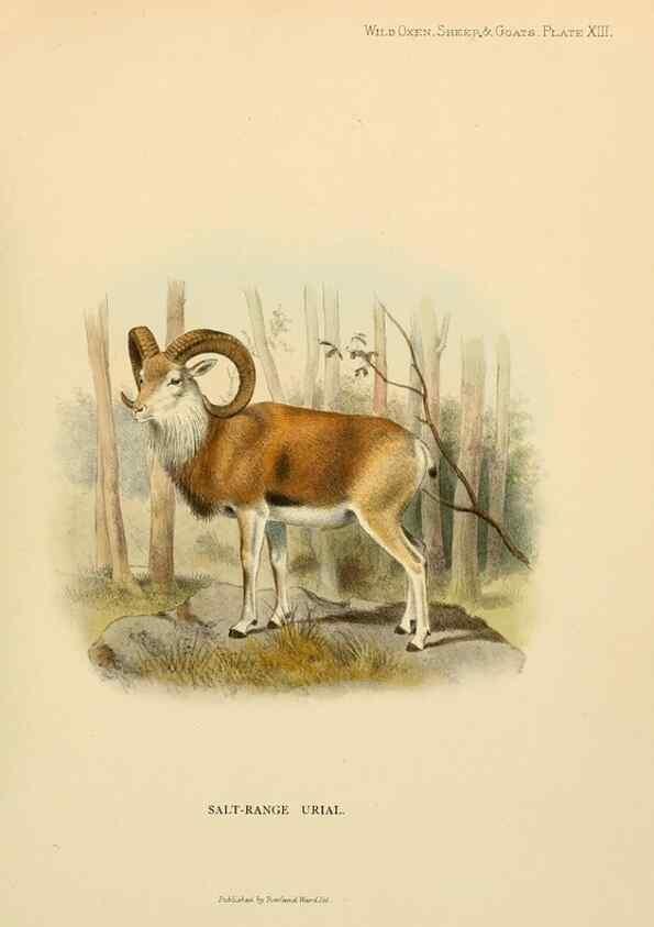 Reproducción/Reproduction 7977288289: Wild oxen, sheep & goats of all lands, living and extinct,. London,R. Ward,1898.
