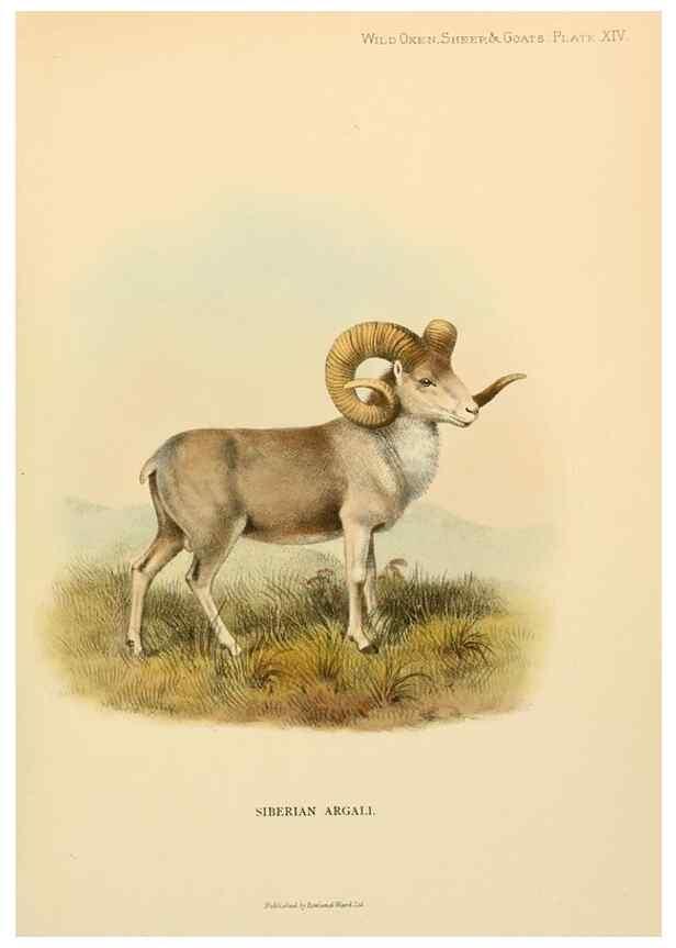 Reproducción/Reproduction 7977288937: Wild oxen, sheep & goats of all lands, living and extinct,. London,R. Ward,1898.