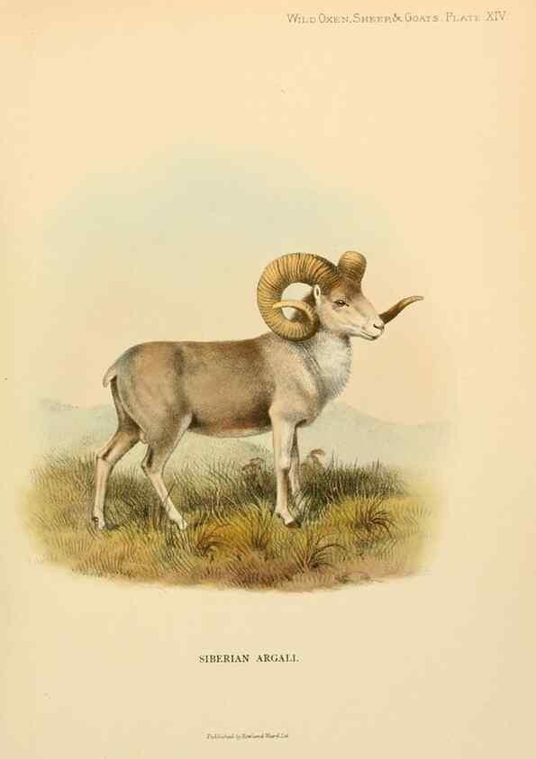 Reproducción/Reproduction 7977288937: Wild oxen, sheep & goats of all lands, living and extinct,. London,R. Ward,1898.