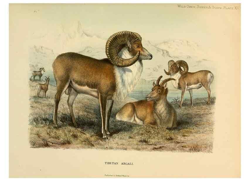 Reproducción/Reproduction 7977291518: Wild oxen, sheep & goats of all lands, living and extinct,. London,R. Ward,1898.