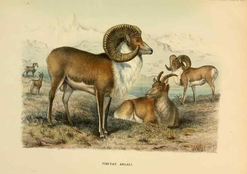 Reproducción/Reproduction 7977291518: Wild oxen, sheep & goats of all lands, living and extinct,. London,R. Ward,1898.