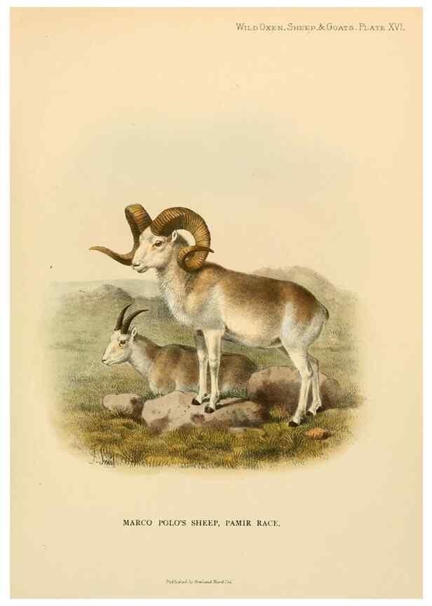 Reproducción/Reproduction 7977292250: Wild oxen, sheep & goats of all lands, living and extinct,. London,R. Ward,1898.