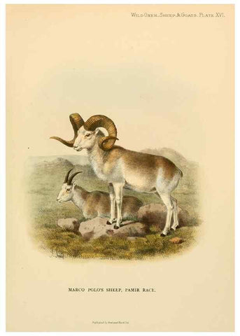 Reproducción/Reproduction 7977292250: Wild oxen, sheep & goats of all lands, living and extinct,. London,R. Ward,1898.