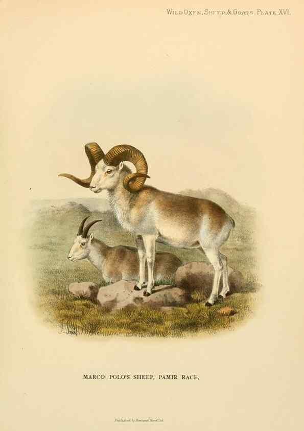 Reproducción/Reproduction 7977292250: Wild oxen, sheep & goats of all lands, living and extinct,. London,R. Ward,1898.
