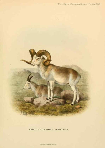 Reproducción/Reproduction 7977292250: Wild oxen, sheep & goats of all lands, living and extinct,. London,R. Ward,1898.