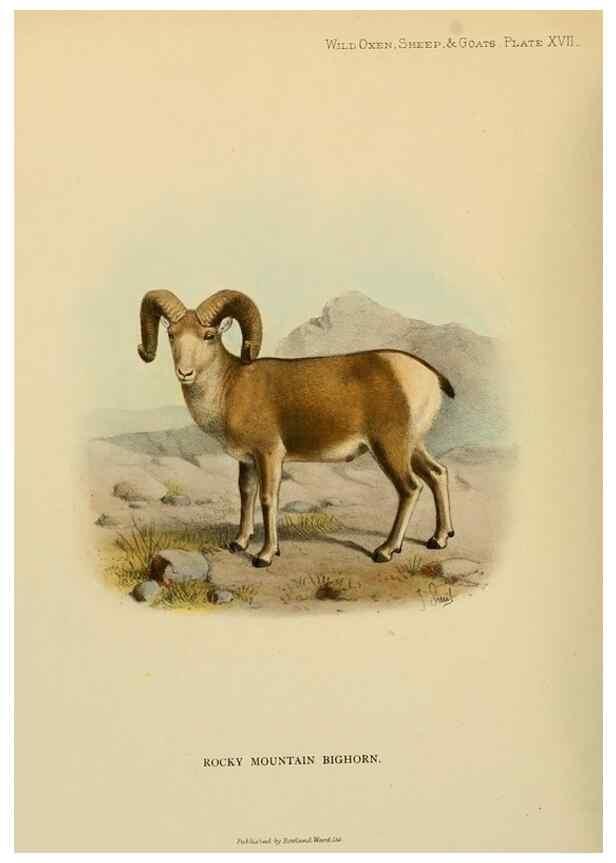 Reproducción/Reproduction 7977290727: Wild oxen, sheep & goats of all lands, living and extinct,. London,R. Ward,1898.