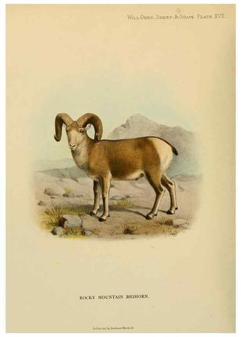 Reproducción/Reproduction 7977290727: Wild oxen, sheep & goats of all lands, living and extinct,. London,R. Ward,1898.