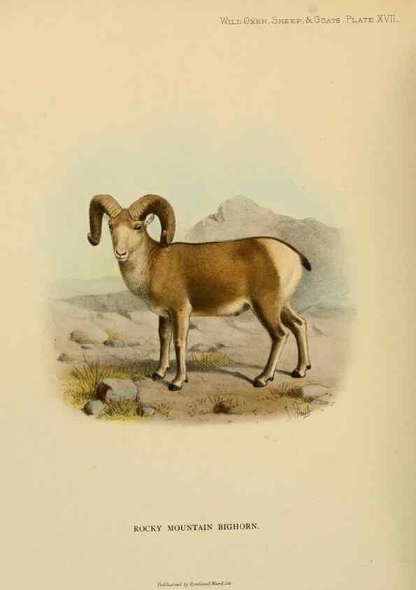 Reproducción/Reproduction 7977290727: Wild oxen, sheep & goats of all lands, living and extinct,. London,R. Ward,1898.